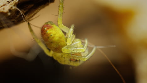 araña verde pepino colgando al revés bajo la rama del árbol, macro de primer plano