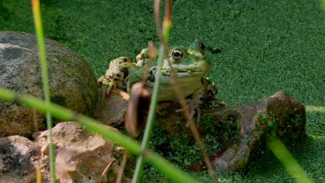 Nahaufnahme-Eines-Teichfrosches,-Der-Auf-Den-Felsen-Neben-Einem-Teich-Ruht