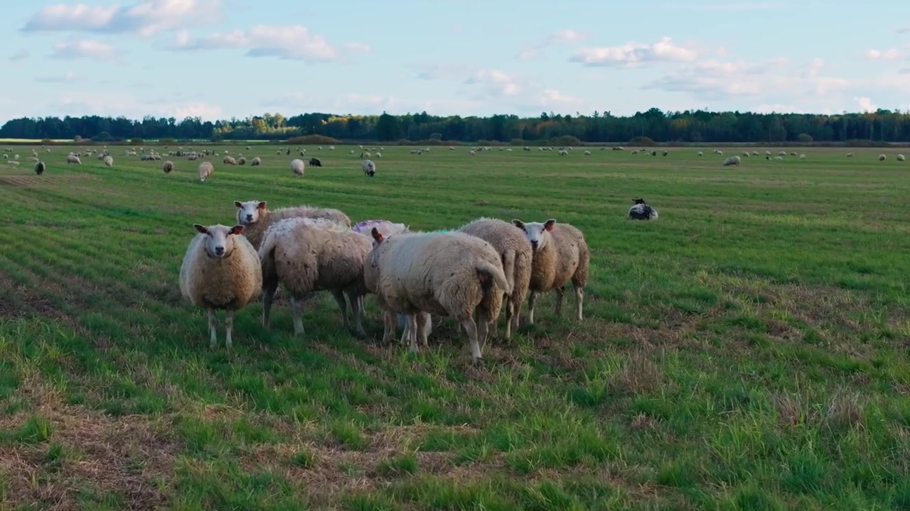Pecora concentrata che torna verso il gregge, simboleggiando la riunione e l'appartenenza alla natura