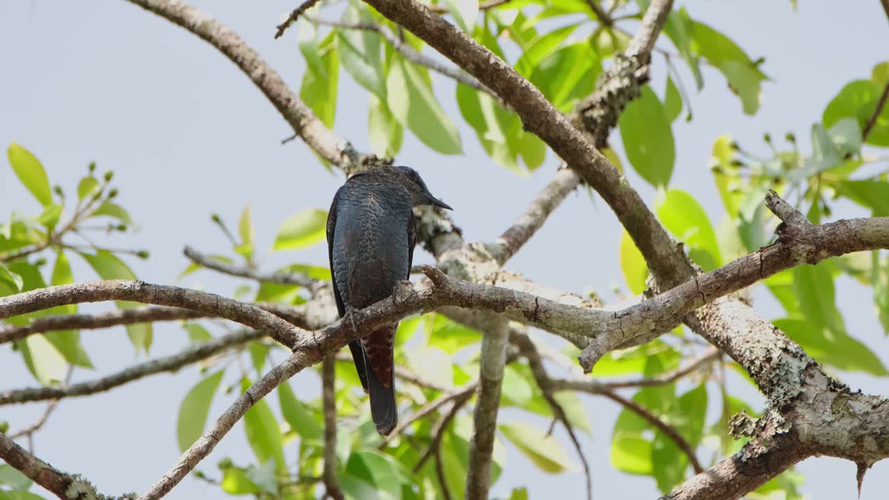 perchado en un árbol como un macho de la roca azul monticola solitarius está siendo soplado suavemente por el viento dentro de un parque nacional en tailandia