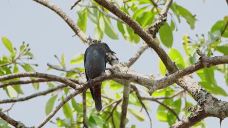 perchado en un árbol como un macho de la roca azul monticola solitarius está siendo soplado suavemente por el viento dentro de un parque nacional en tailandia