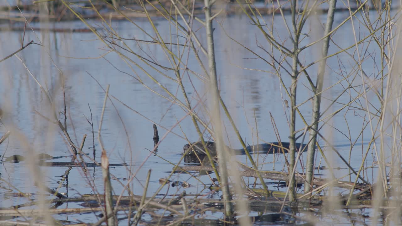 castor salvaje nadando en el lago y haciendo salpicaduras