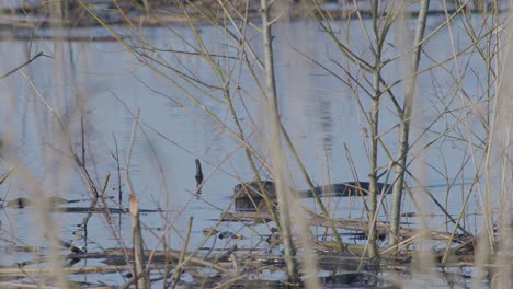 Wild-beaver-swimming-in-lake-and-making-splashes