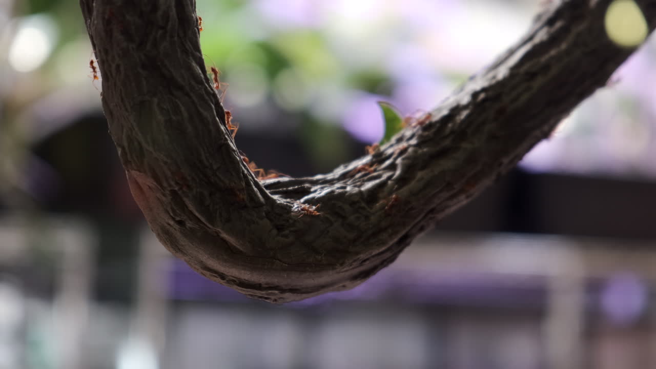 나무 위로 다른 것들을 운반하는 잎사귀 개미