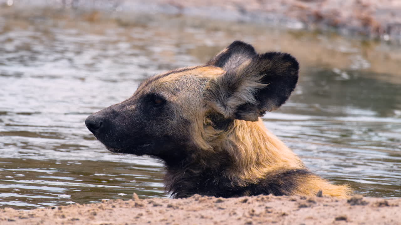 cabeza de perro salvaje africano en el agua en el verano caluroso en áfrica