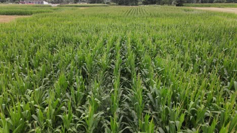 Green-Corn-Field-Aerial