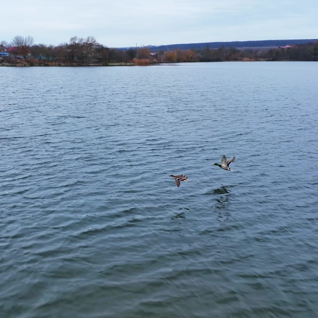 Duck flock flying up from the water surface. Motley birds escape scared by drone footage. Grey water in lake limited by bank with forest
