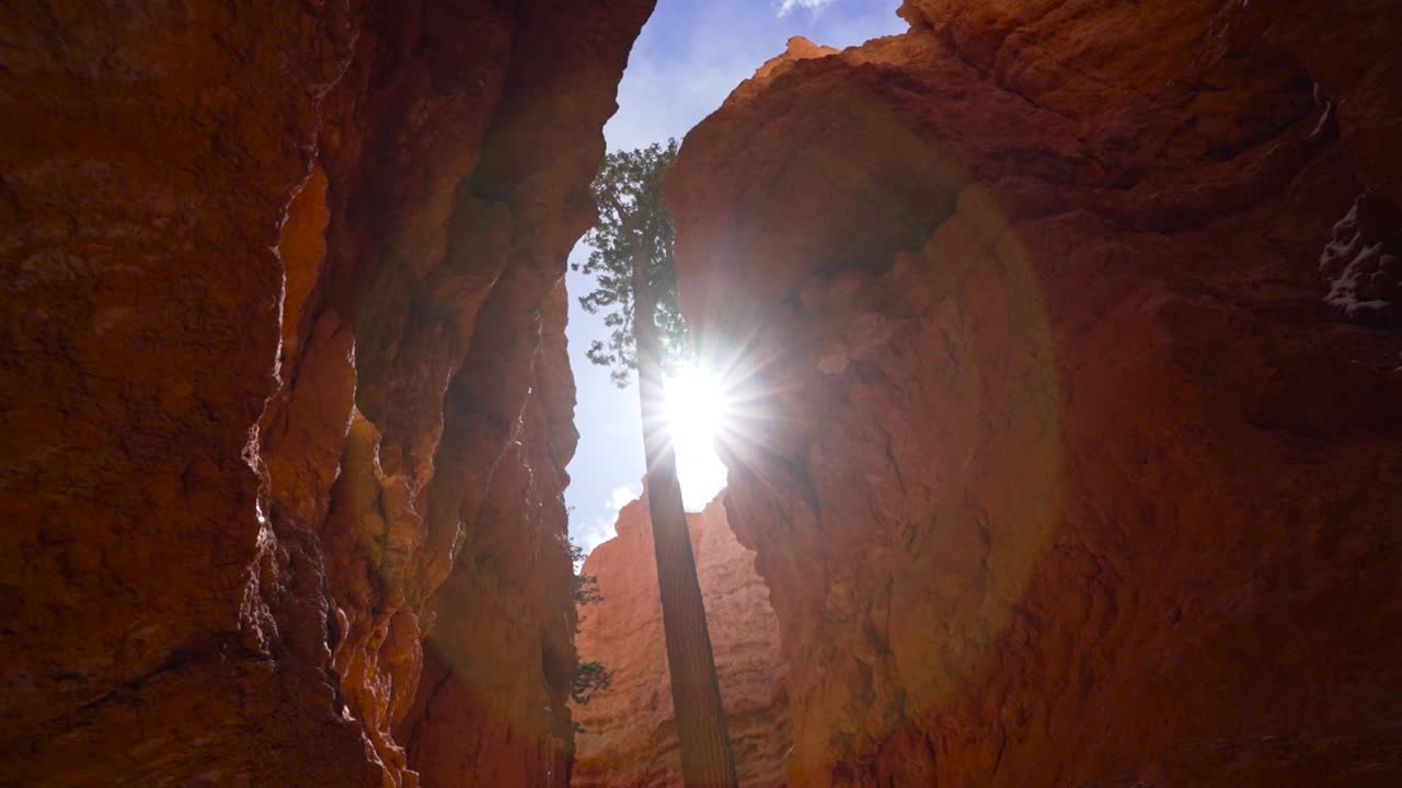 la luz del sol penetra entre el árbol y los hoodoos en el parque nacional bryce canyon, video en cámara lenta en abril