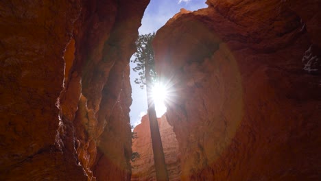 La-Luz-Del-Sol-Penetra-Entre-El-árbol-Y-Los-Hoodoos-En-El-Parque-Nacional-Bryce-Canyon,-Video-En-Cámara-Lenta-En-Abril