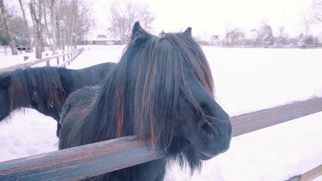 a beautiful friesian horse and its long mane, veluwe national park, netherlands