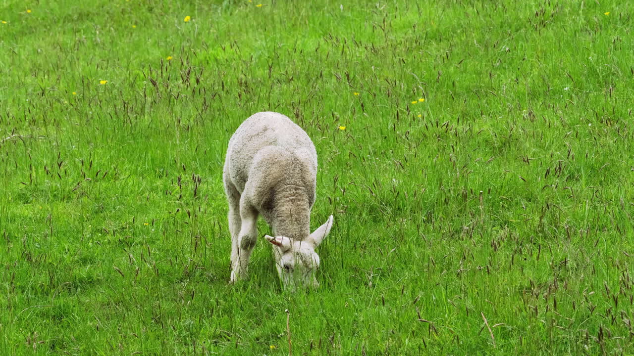 들판에서 풀을 뜯고 있는 양 한 마리, 클로즈업 샷, 매우 선명함, 4k