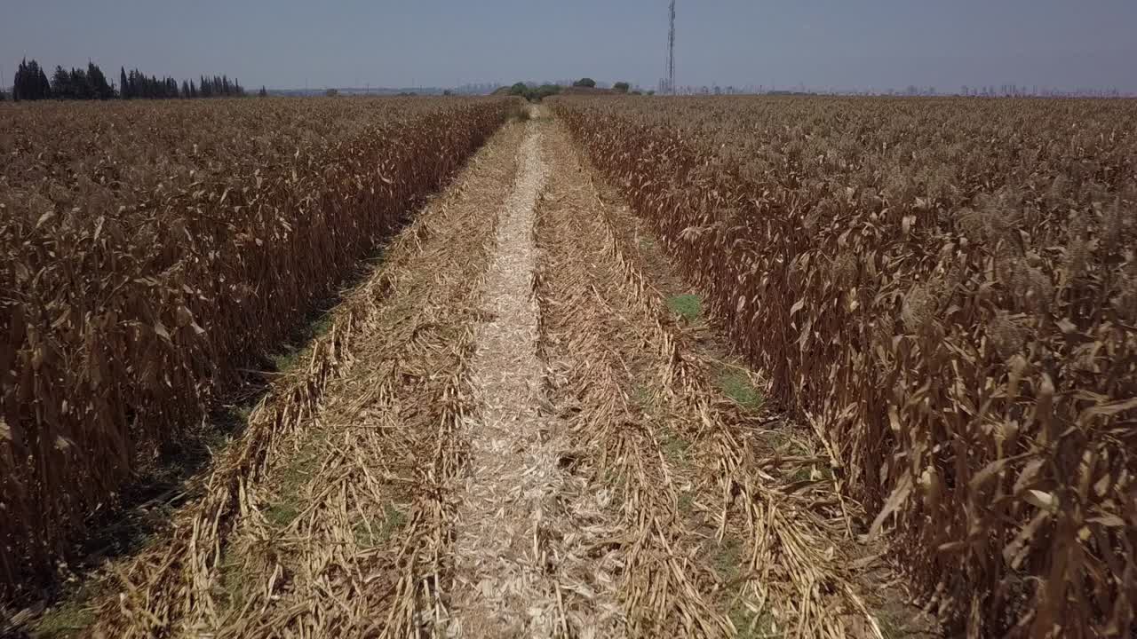 campo de maíz cosechado con caminos