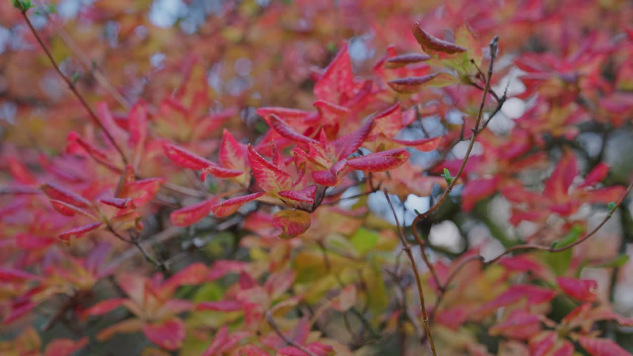 미드샷까지 클로즈업, 돌리