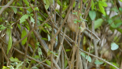 tracking vinous-throated parrotbill bird climbing up on shrub twigs