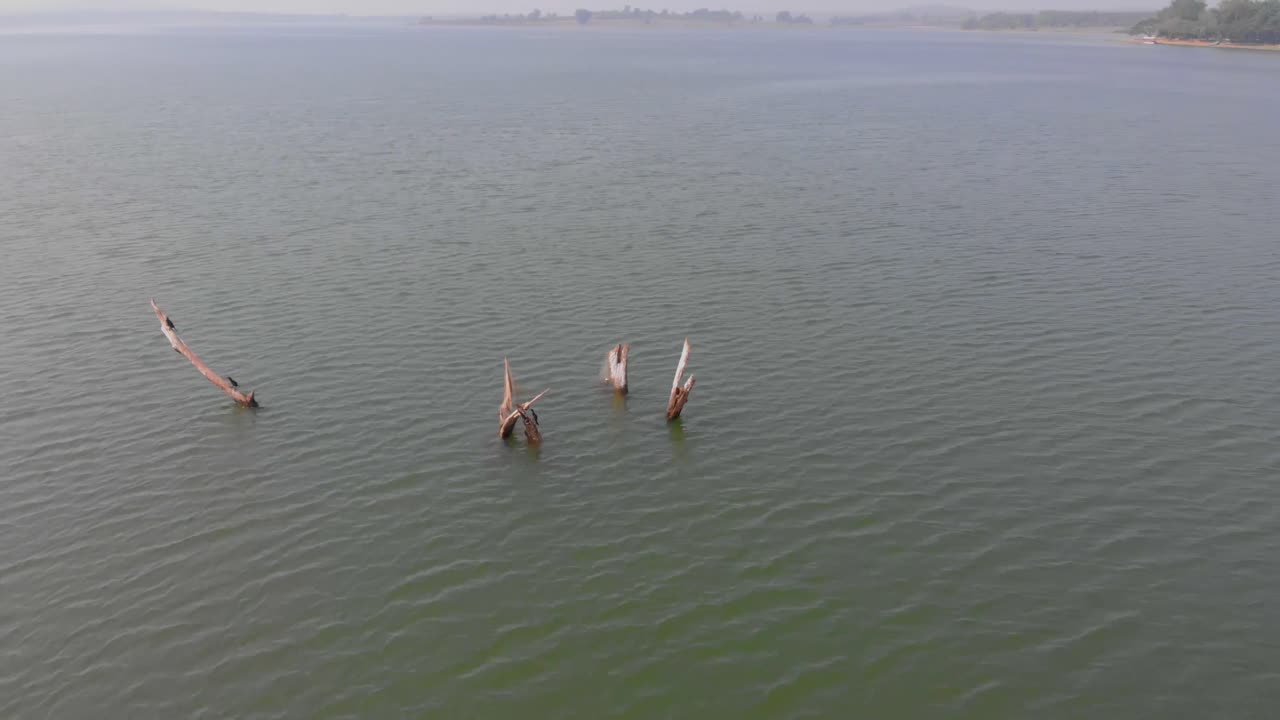 패닝과 풍경을 드러내는 댐의 물에 잠긴 나무에 자리 잡은 새들