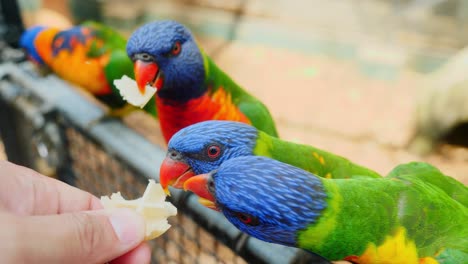 human feeding wild australia colorful lorilkeets - close of shot rainbow lorikeet parrot eating food from human