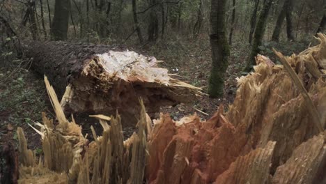 Broken tree on the hiking trail leading to El Pinal volcanic mountain in Puebla, Mexico