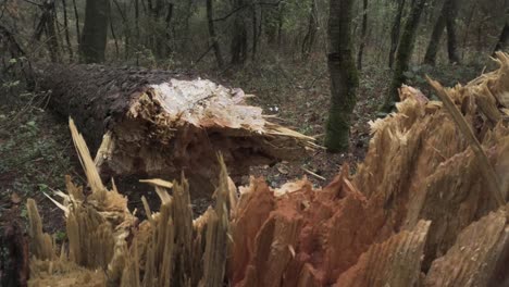 broken tree on the hiking trail leading to el pinal volcanic mountain in puebla, mexico