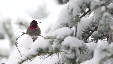 hummingbird flies and lands on a branch in the snow and sticks out its tongue