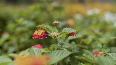 flores coloridas al aire libre