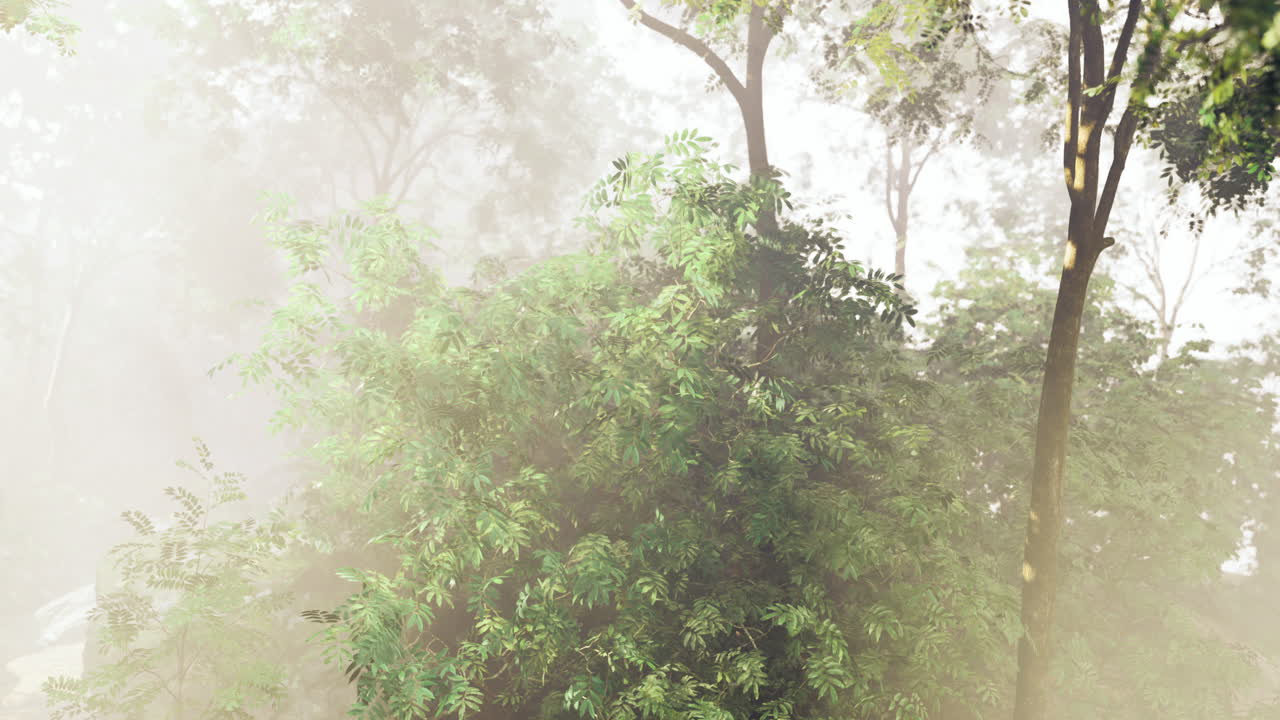 Lush green foliage blanketed in soft mist in a serene forest setting