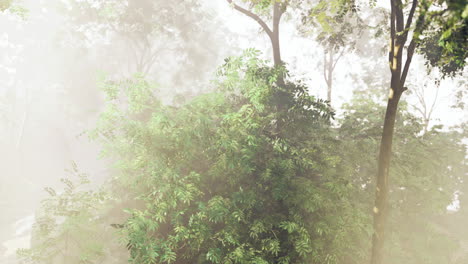 lush green foliage blanketed in soft mist in a serene forest setting