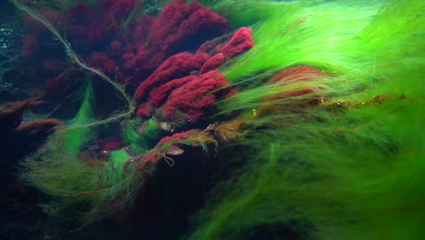 green-red algae