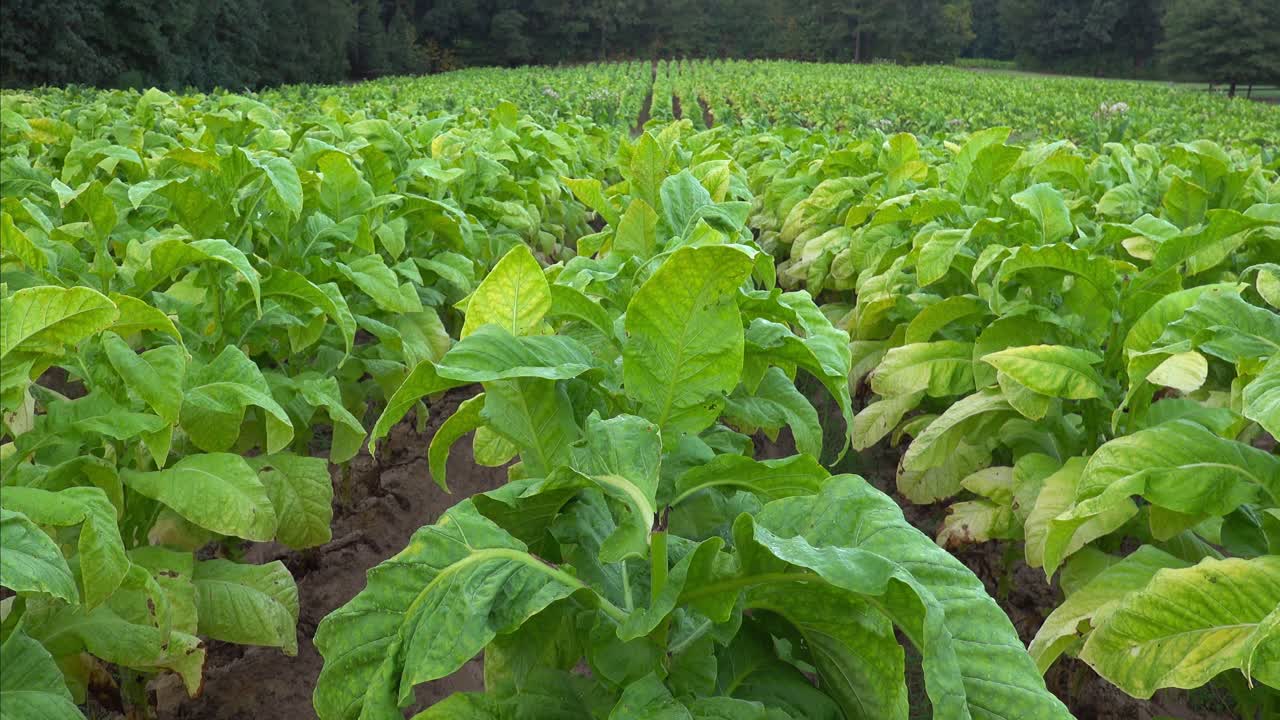 cultivo de tabaco en un campo en el sur del condado de orange, carolina del norte