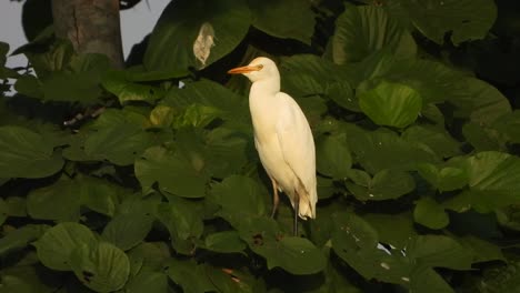 Heron-relaxing-on-tree-