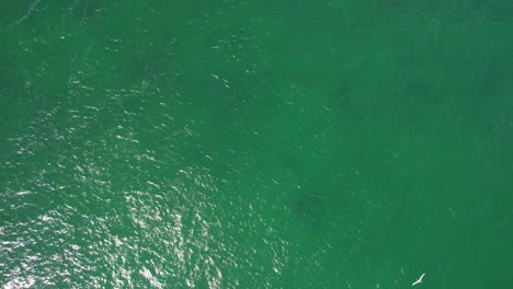 Bottlenose-Dolphins-Swimming-Under-The-Sea-In-Australia