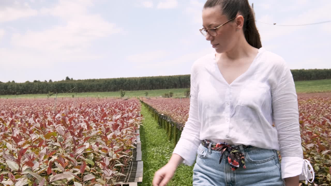 siembra de eucalipto. industria de la medicina natural