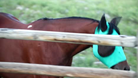 un caballo de cuarto americano corre hacia el espectador en un campo de roca, colorado, ee.uu.