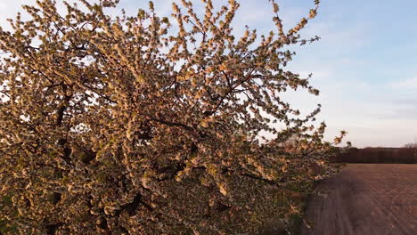 orbita alrededor de un cerezo cubierto de flores, prometiendo una futura abundancia de frutos