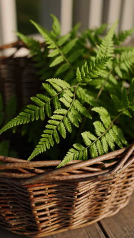 ferns in a wicker basket