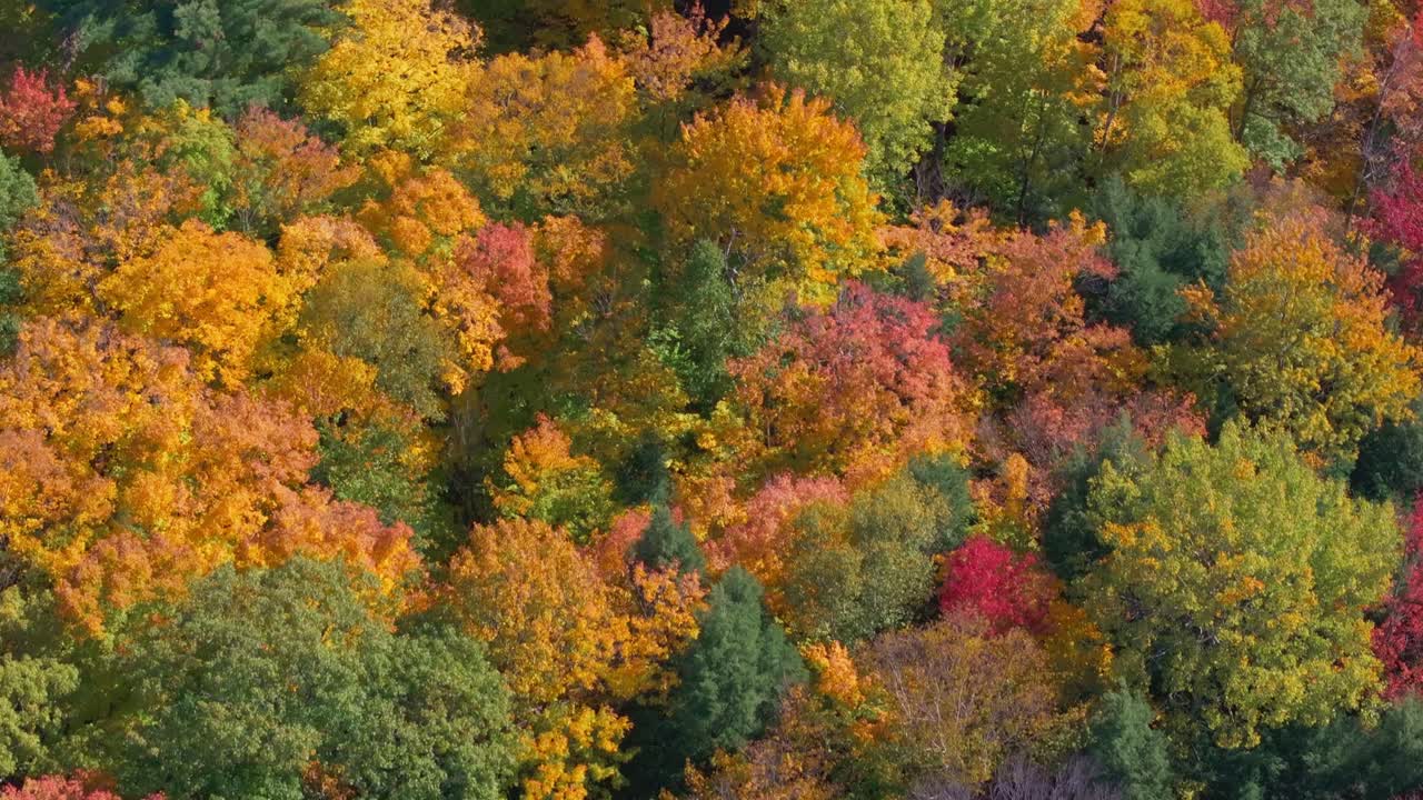 Vibrant autumn forest with colorful leaves and a mix of green, orange, and red foliage
