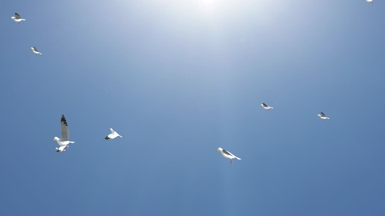Gulls Flying in the Sky