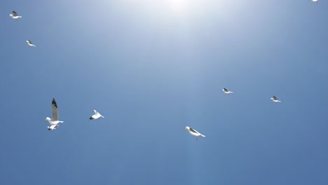 gulls flying in the sky