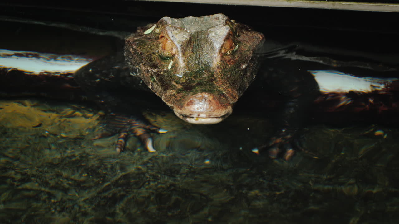 cabeza de cocodrilo (paleosuchus palpebrosus) caimán enano