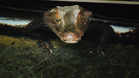 head of a crocodile (paleosuchus palpebrosus) dwarf caiman