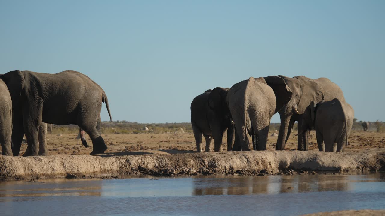 마른 아프리카 코끼리 무리가 물 근처에 모여 있고, 한 마리는 머리를 흔든다