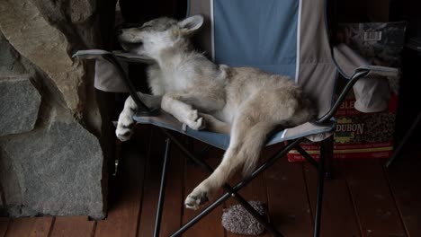 baby gray wolf sleeping on a camping chair