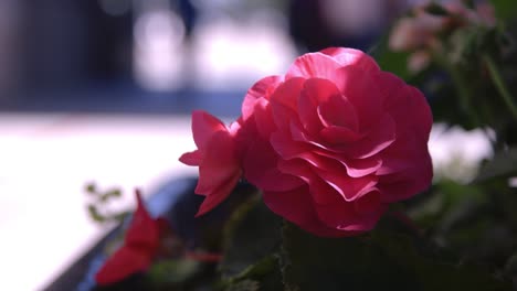 Rote-Rose-In-Der-Sonne-Mit-Belebter-Straße-Unscharf-Im-Hintergrund