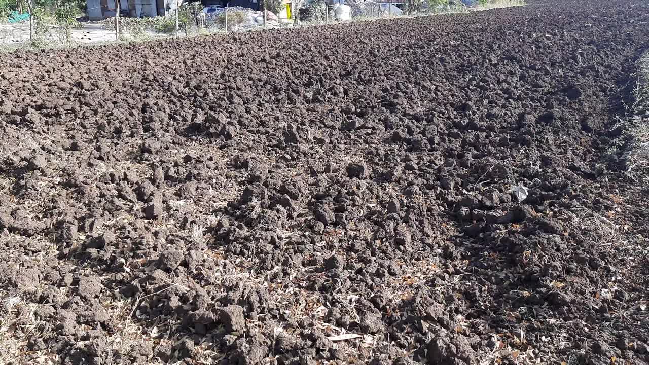 수확 후 농경지 휴경지의 토양에서 마른 식물 줄기를 자른다