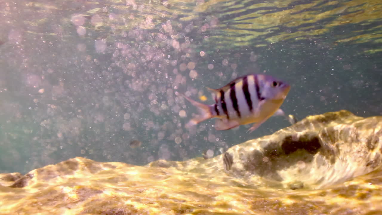 escena submarina con peces