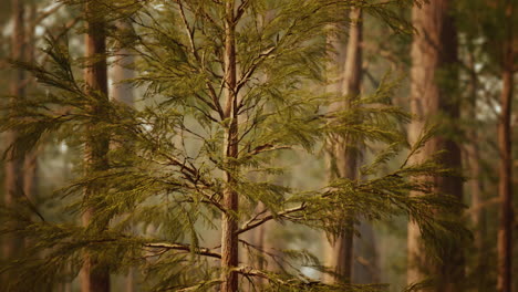 giant sequoias in redwood forest