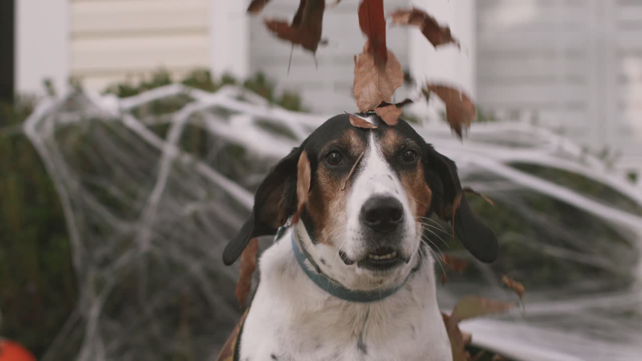 perro jugando en las hojas de otoño