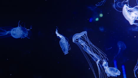 disparo en cámara lenta de medusas azules iluminadas nadando a través de un tanque oscuro