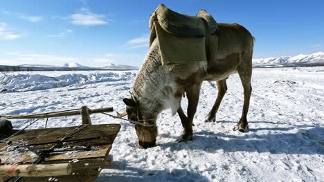 Reindeer-against-a-background-of-blue-sky-and-winter-field