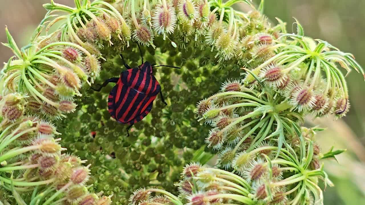 Macro close-up of a red and black striped Graphosoma italicum climbing inside a flower