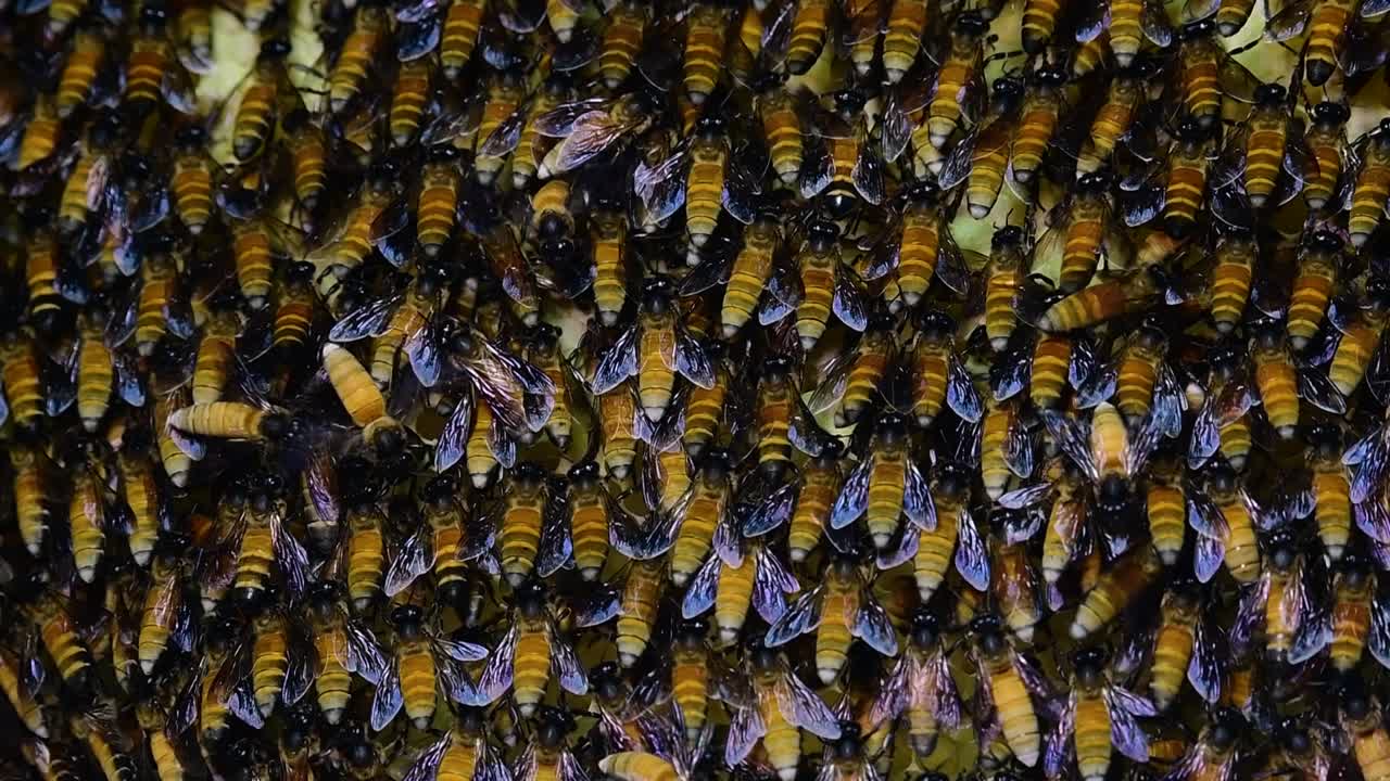 se sabe que las abejas melíferas gigantes construyen grandes colonias de nidos con bolsillos simétricos hechos de cera para almacenar miel como fuente de alimento.